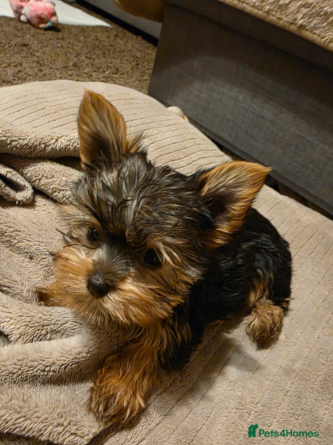 Yorkshire Terrier dogs for sale: 🌸 🐶Adorable Puppies Looking for Homes 🌸 - Image 8