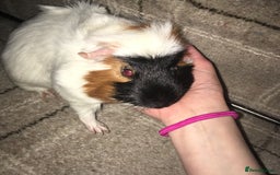 Guinea Pig rodents for sale: 2 lovely male Guinea pigs 4.5 year olds - FREE - Image 2