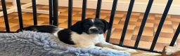 English Springer Spaniel dogs for sale: English Working Springer Spaniels - Advert 6