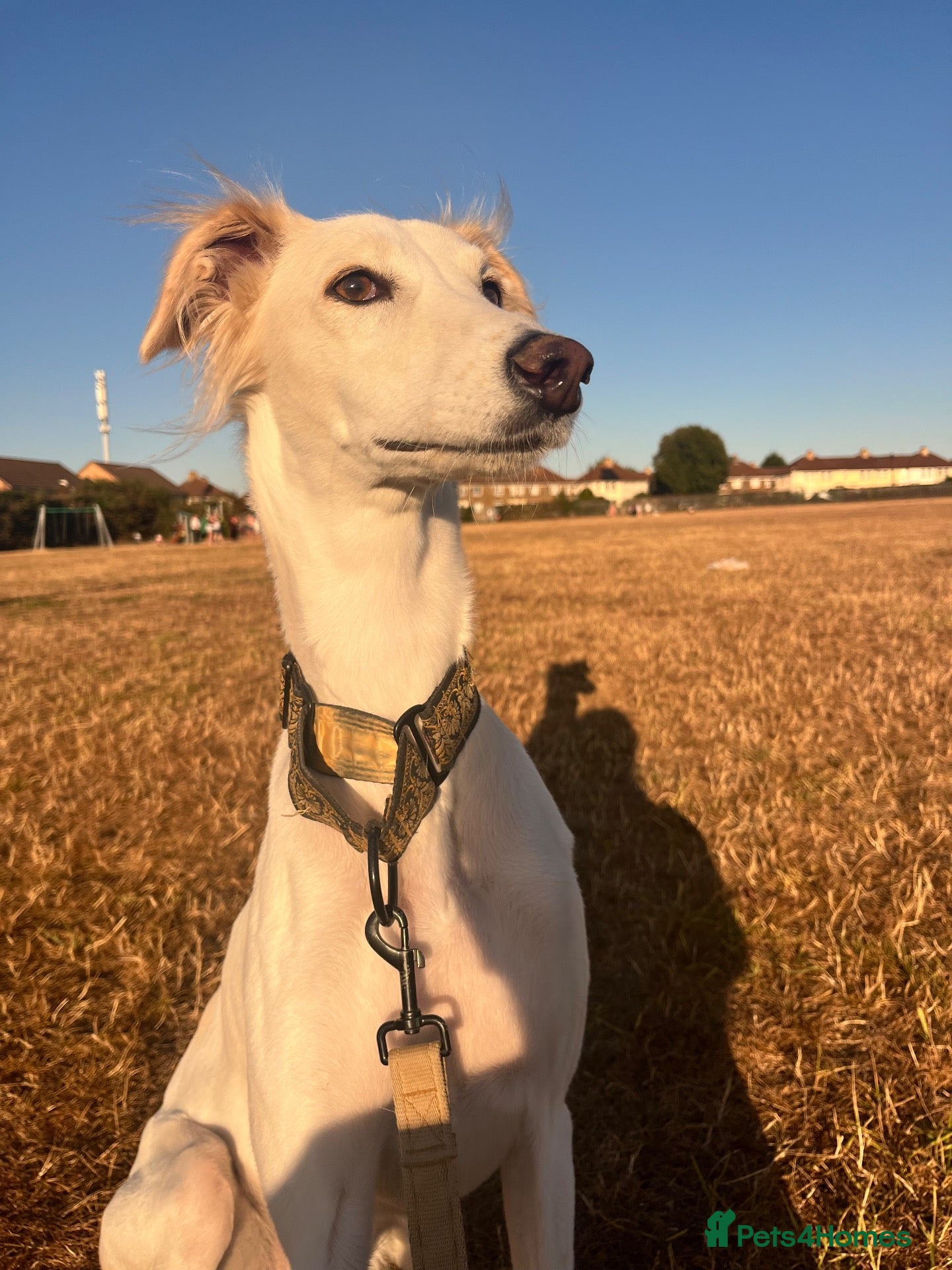 Mixed Breed dogs Female Saluki x Greyhound  - Advert 3