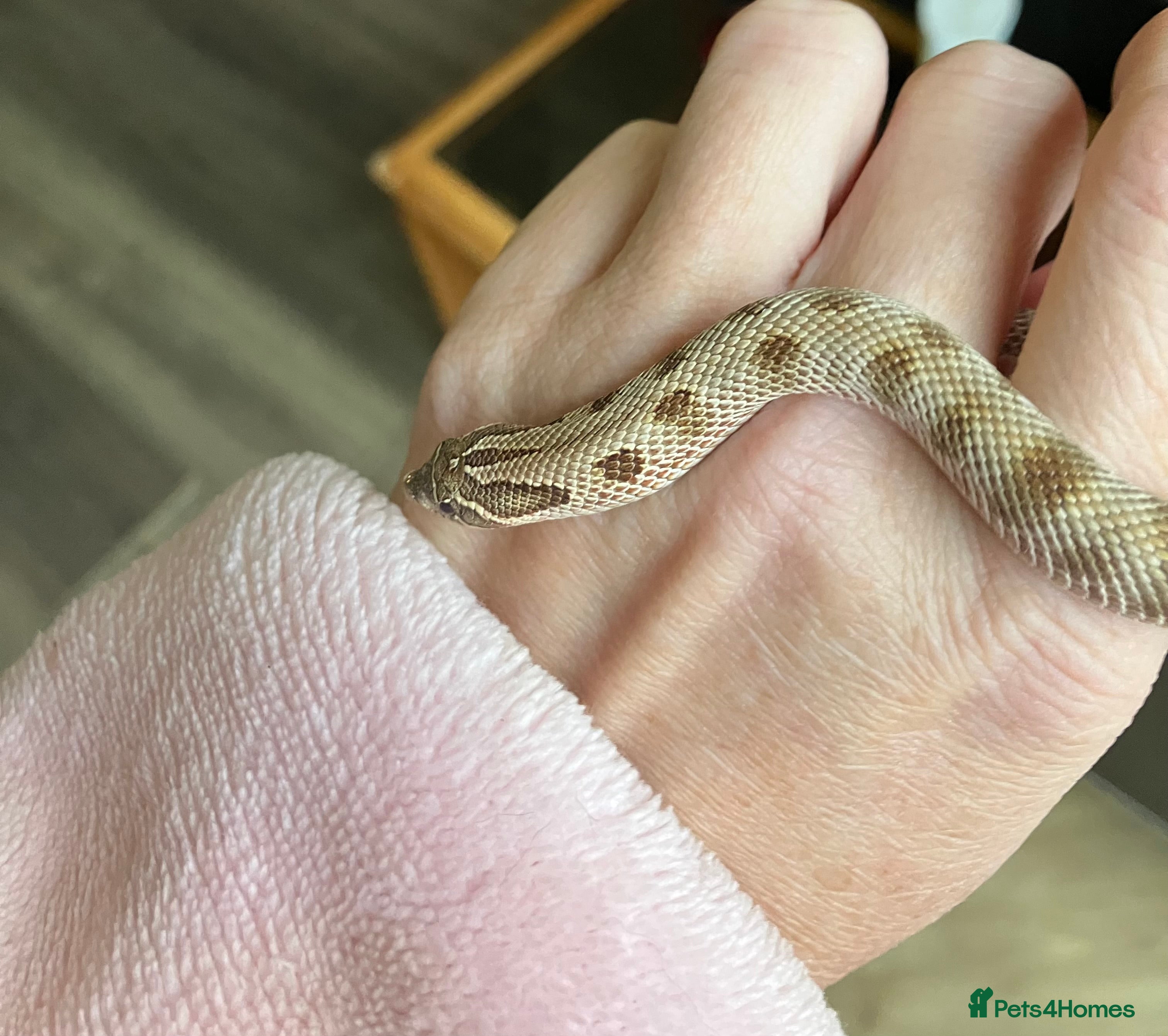 Snake reptiles Hognose snake conda female  - Advert 8