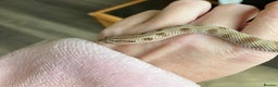 Snake reptiles for sale: Hognose snake conda female  - Advert 1