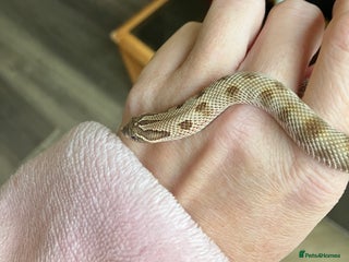 Snake reptiles Hognose snake conda female - Advert 7