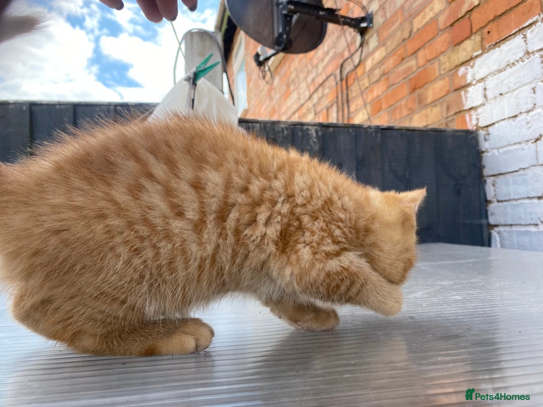 British Shorthair cats for sale: X BSH kittens - Image 26
