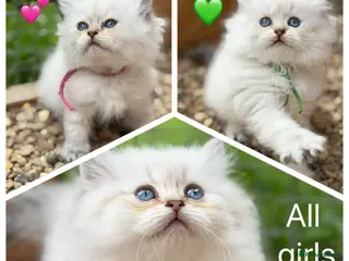 British Longhair cats PURE-Beautiful British kittens female long hair - Advert 3