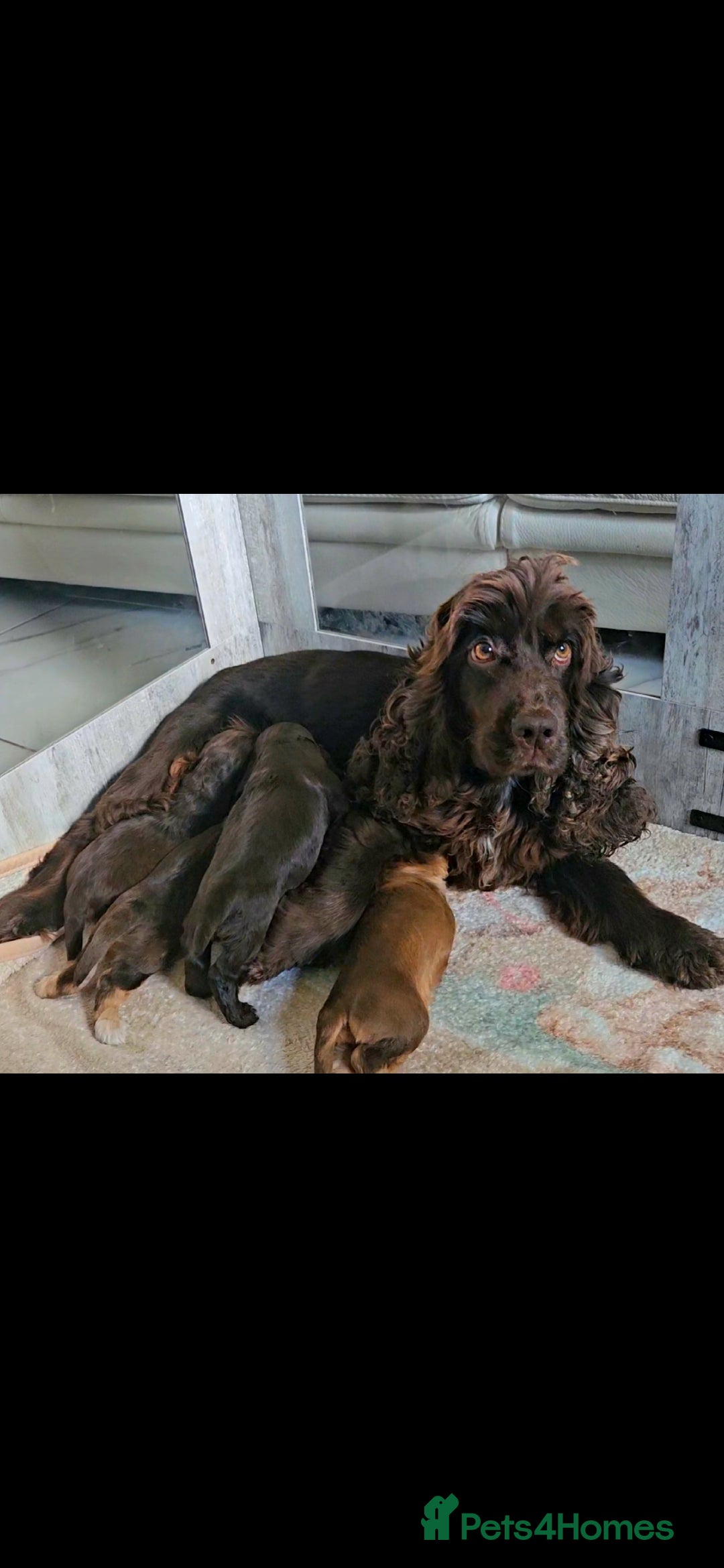 Cocker Spaniel dogs for sale: Exceptional Pedigree Kc Champion Show Cockers - Image 23