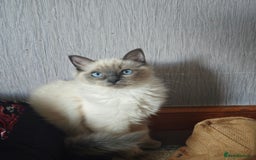 Ragdoll cats for sale: 2😻Ragdoll kittens 💕 - Image 14