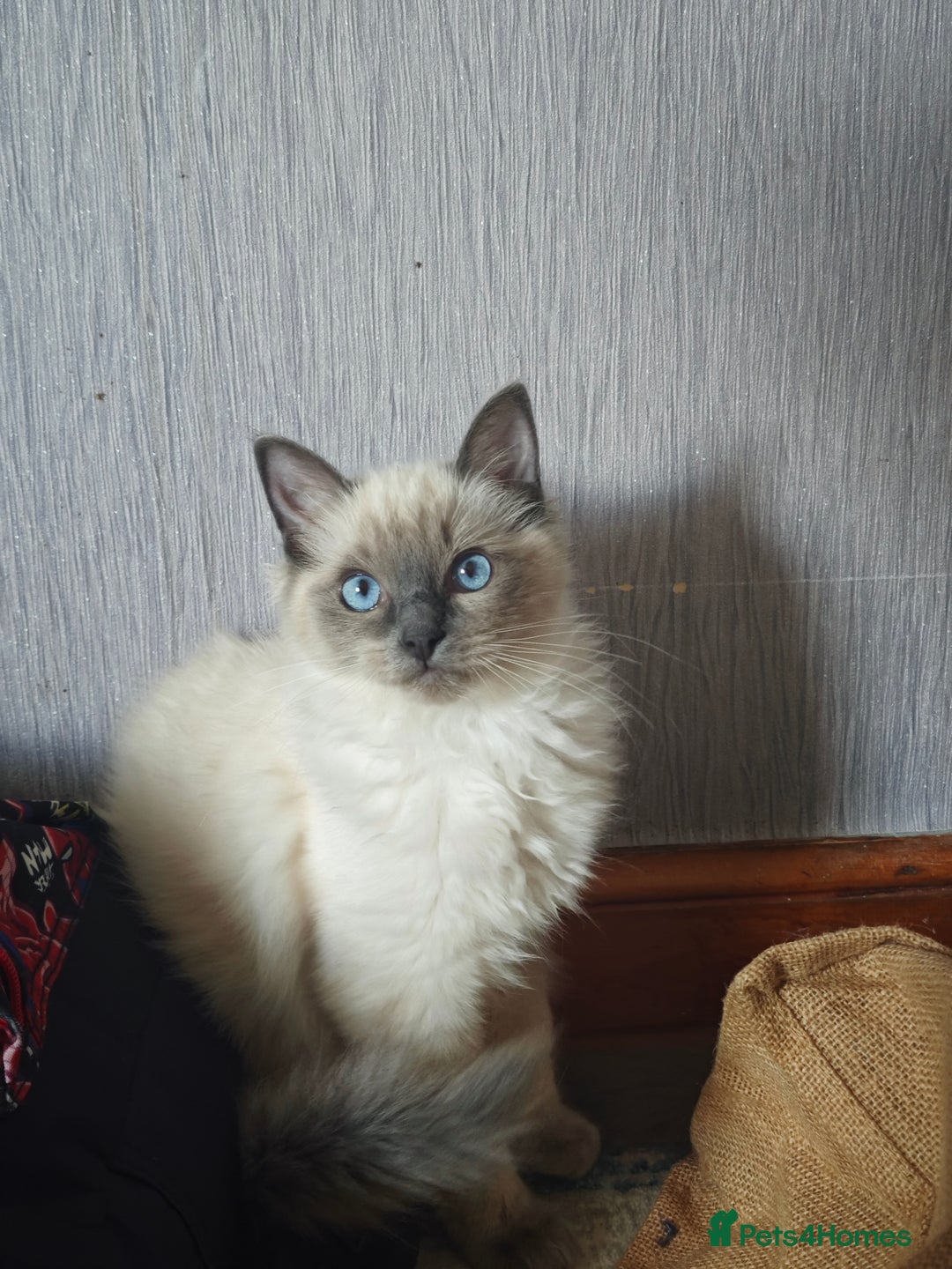 Ragdoll cats for sale: 2😻Ragdoll kittens 💕 - Image 14