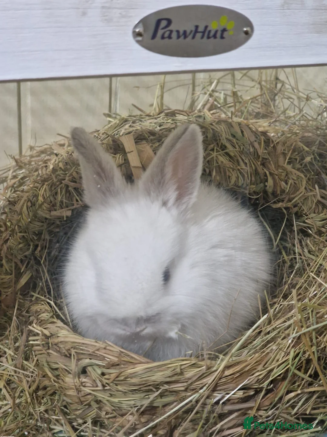 Mini Lop rabbits for sale: Adorable Rabbit Kits Looking for a Loving Home 🐰 - Advert 15