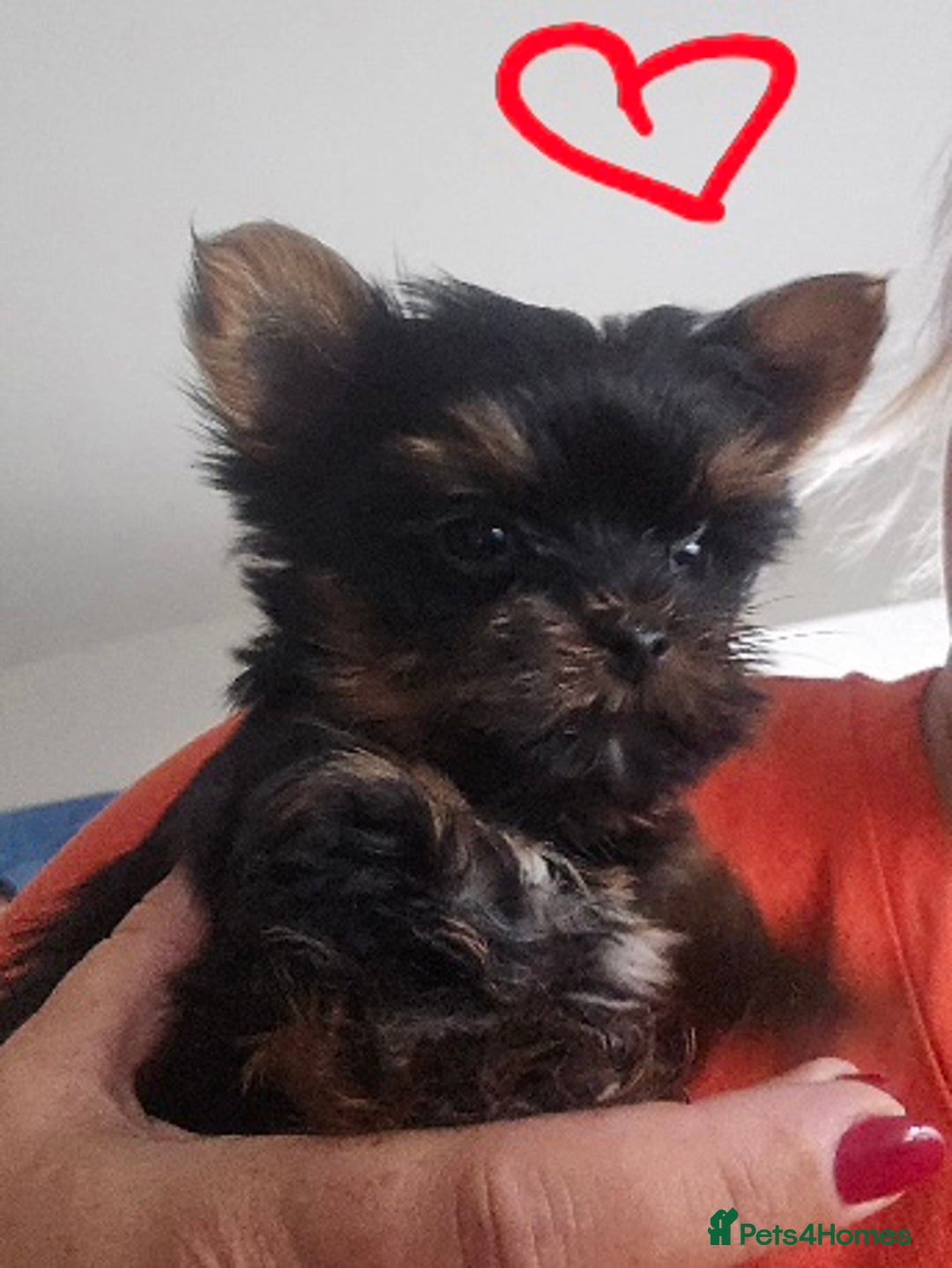 Yorkshire Terrier dogs for sale: Tiny gorgeous baby boys - Image 16