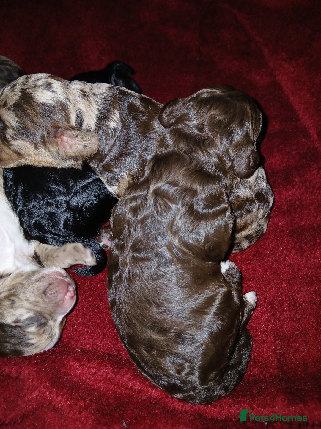 Cockapoo dogs for sale: F1 mini cockerpoos born 22nd December  - Advert 7