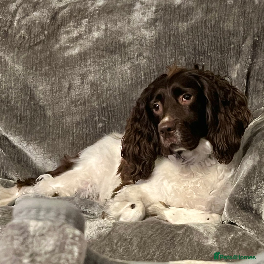 English Springer Spaniel dogs for sale: Darcy, Springer Spaniel. 7Yr needs new loving home - Image 7
