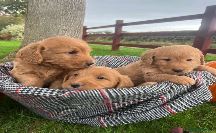 Labradoodle dogs - Advert 3
