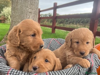 Labradoodle dogs - Advert 2
