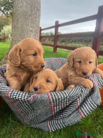 Labradoodle dogs - Advert 3