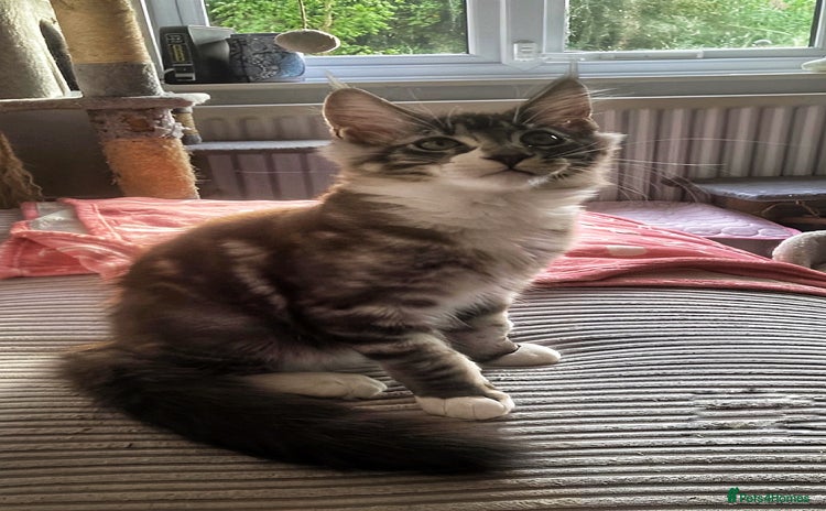 Maine Coon cats - Advert 8