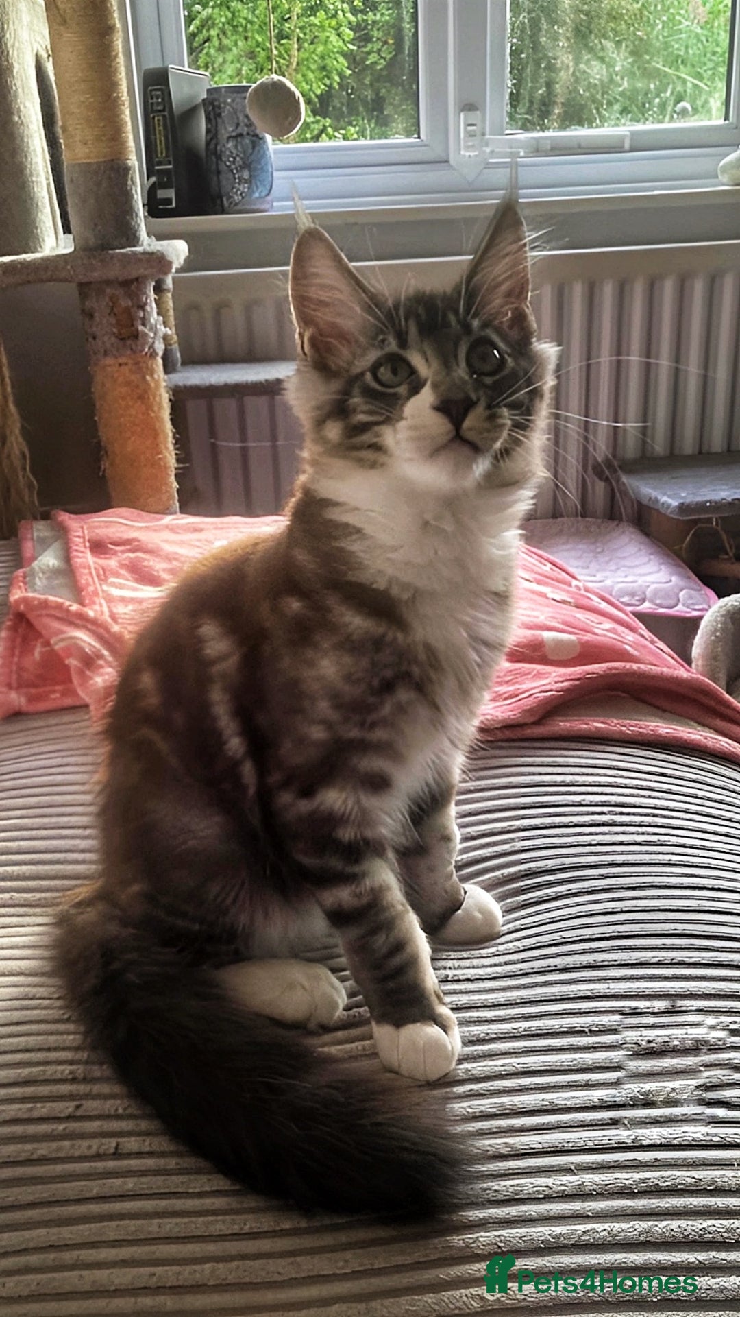 Maine Coon cats for sale: TICA Registered Maine Coons - Image 2