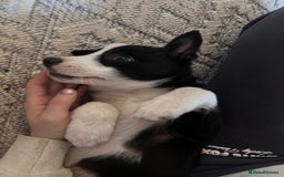 Border Collie dogs for sale: Beautiful MALE Border Collie Puppy - Advert 7