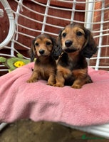 Dachshund dogs - Advert 6