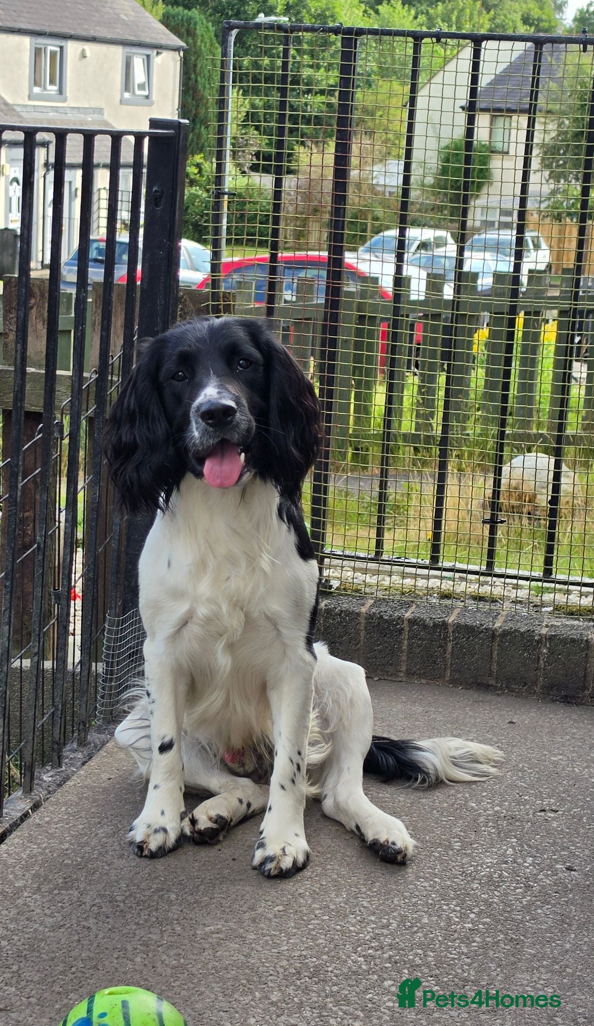 English Springer Spaniel dogs Black and white springer spaniel for stud  - Advert 1