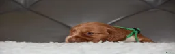 Cocker Spaniel dogs for sale: Kc Reg Show Type Cocker Spaniel  Health Tested - Advert 9
