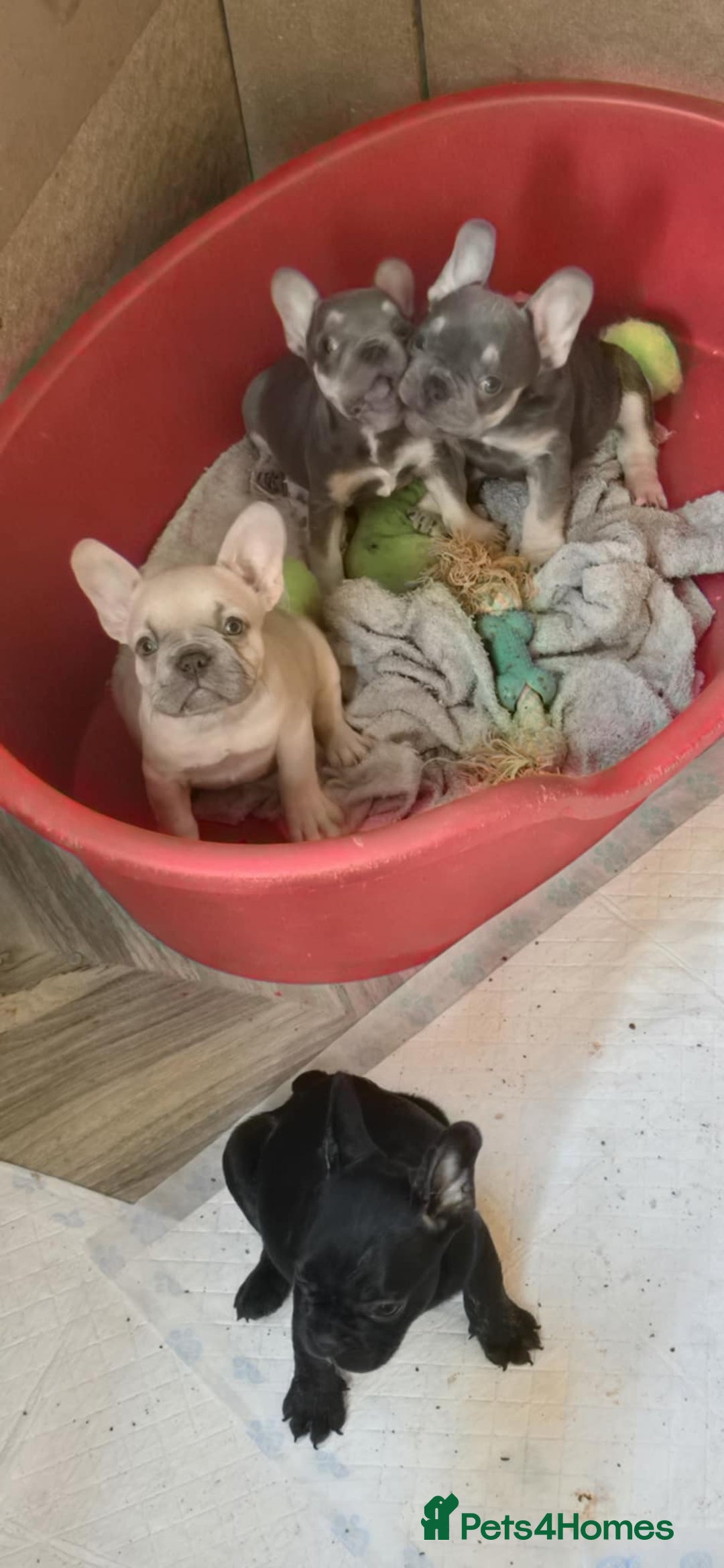 French Bulldog dogs for sale: French bulldog Izabella  - Image 4