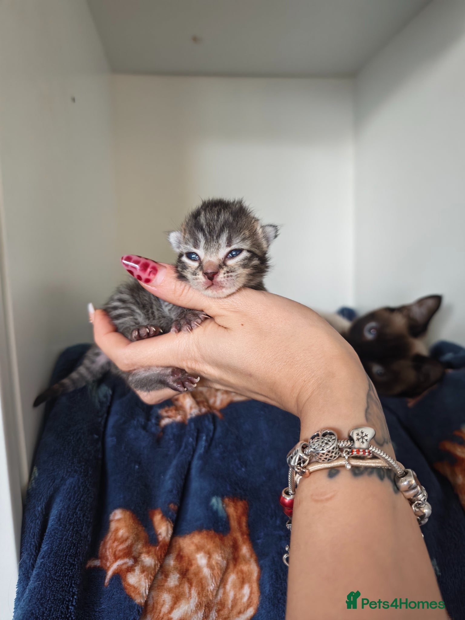 Mixed Breed cats Ragdoll cross - Advert 19