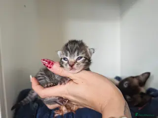 Mixed Breed cats Ragdoll cross - Advert 19