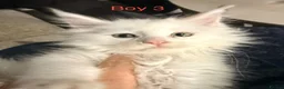 Maine Coon cats for sale: Stunning Pure bred tica registered Mainecoons  - Advert 11