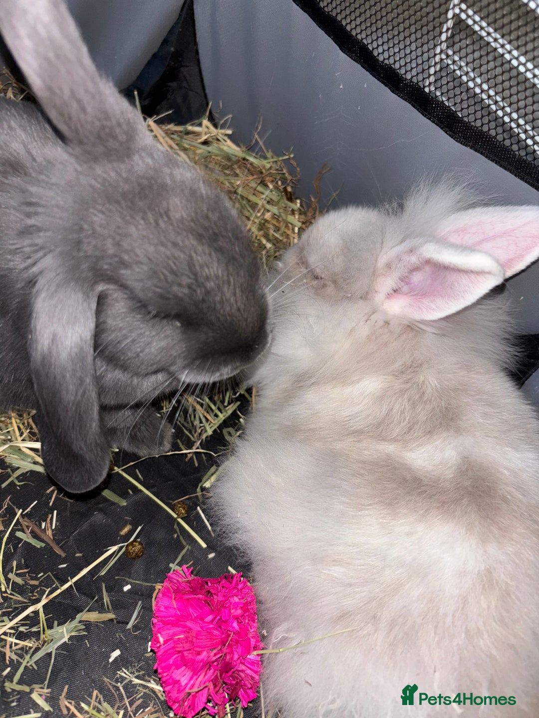 Mini Lop rabbits for sale: X2 bonded rabbits and hutch & cage - Image 1