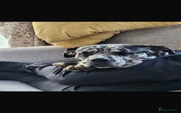 Cane Corso dogs for stud: Pablo the cane corso cross For stud  - Image 2