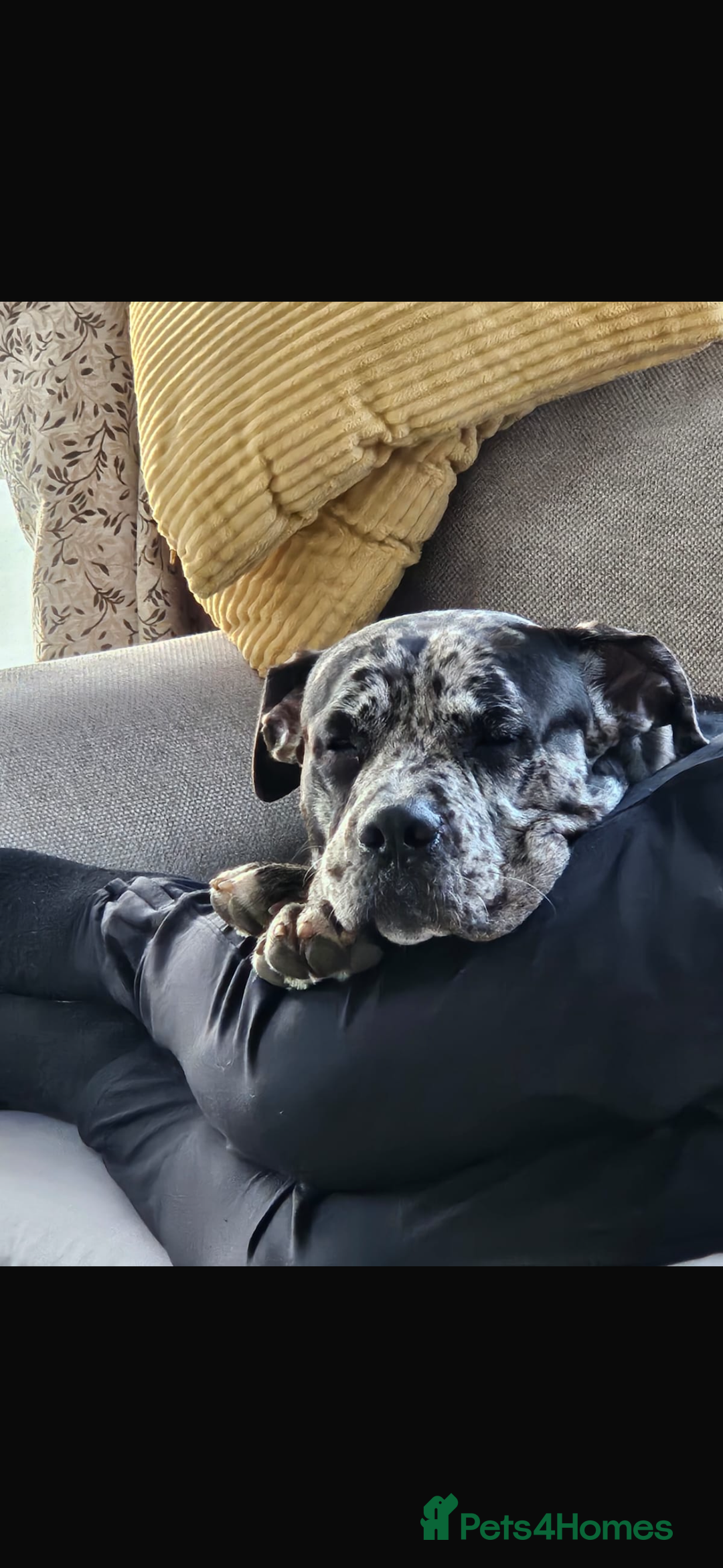Cane Corso dogs for stud: Pablo the cane corso cross For stud  - Image 2