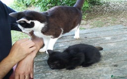 Mixed Breed cats for sale: Kittens - Image 13
