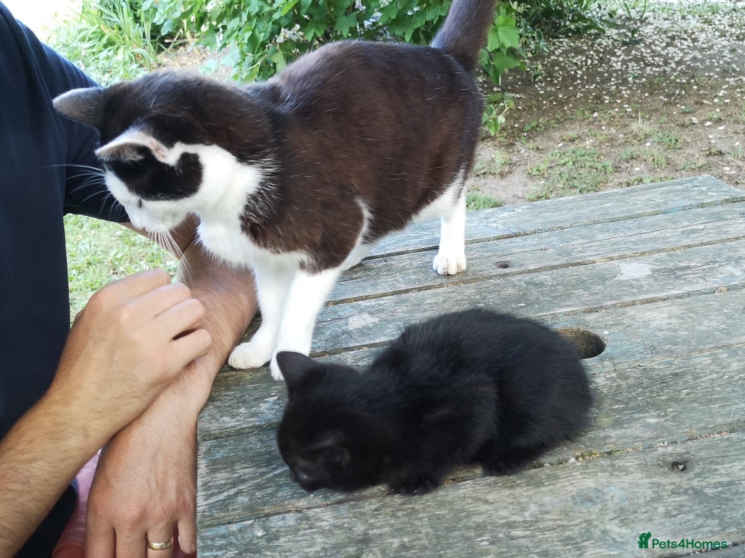 Mixed Breed cats for sale: Kittens - Image 13
