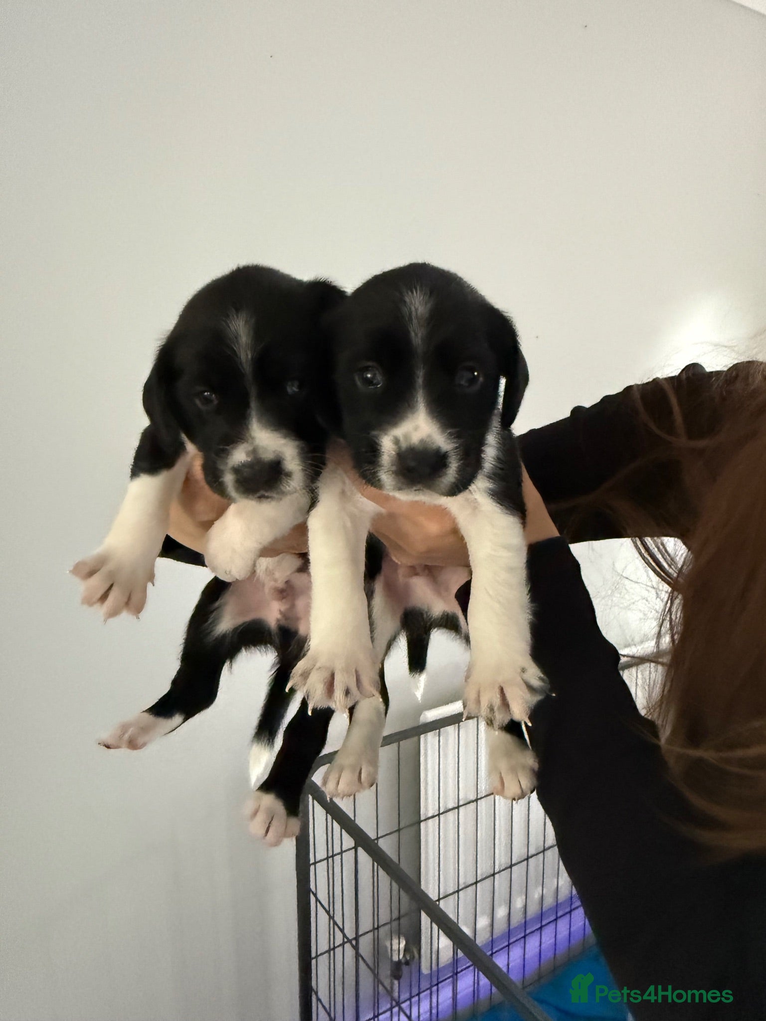 Mixed Breed dogs Springador puppies for sale.  - Advert 3