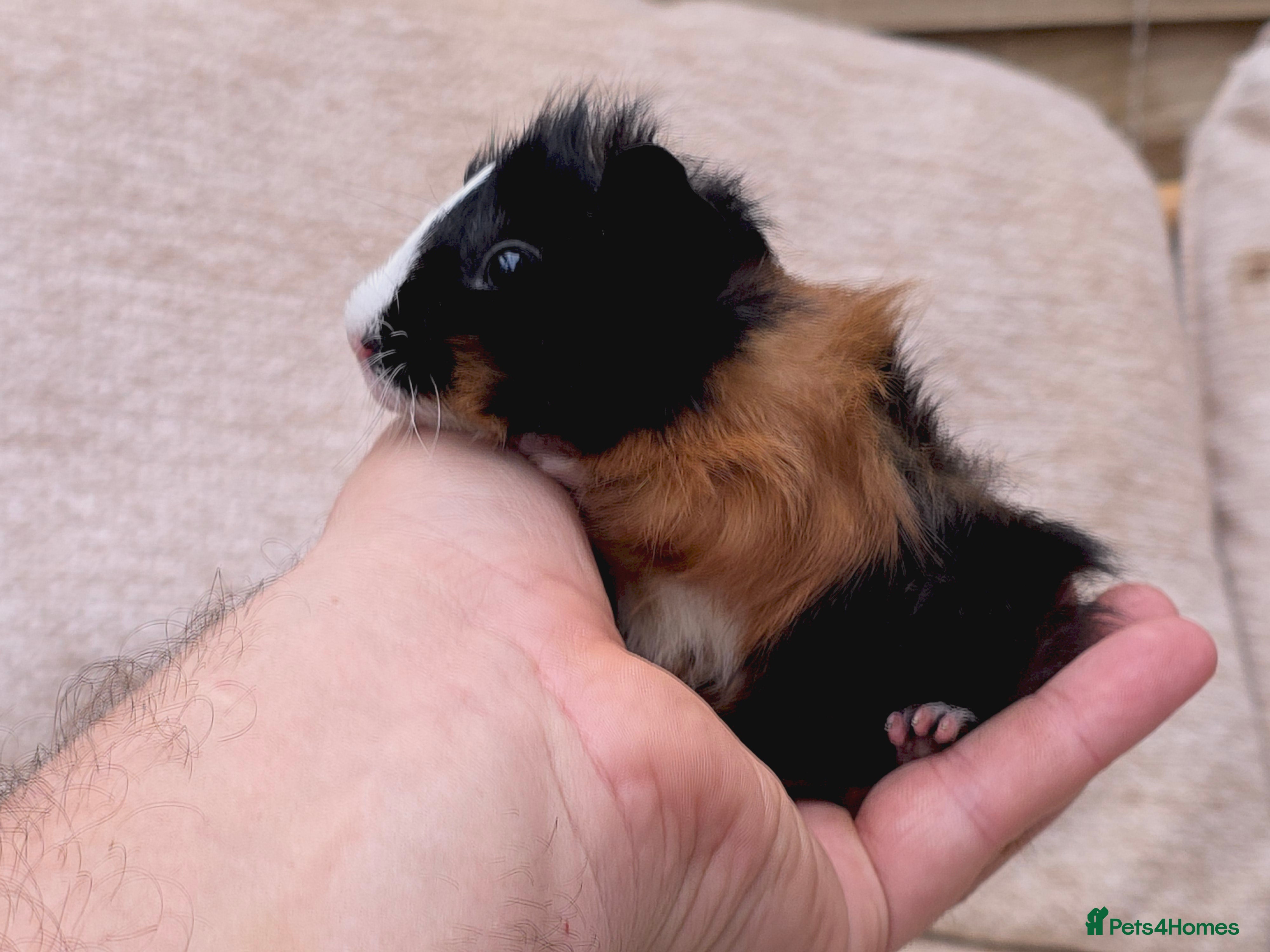 Guinea Pig rodents Baby Guinea pig's Boys - Advert 11