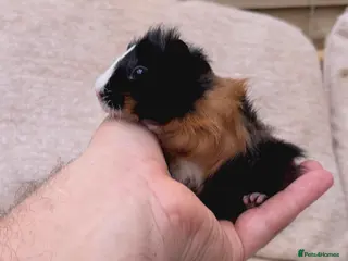 Guinea Pig rodents Baby Guinea pig's Boys - Advert 13