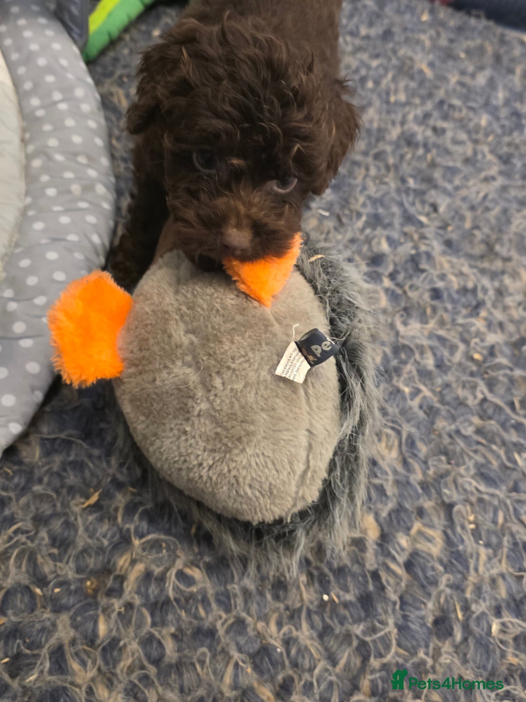 Cockapoo dogs for sale: Cockapoo puppies - Advert 37