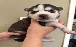 Siberian Husky dogs for sale: SIBERIAN HUSKY  - Image 6