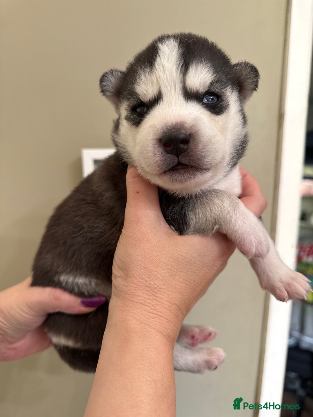 Siberian Husky dogs for sale: SIBERIAN HUSKY  - Image 6