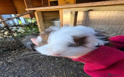 Guinea Pig rodents for sale: Long haired  - Advert 6
