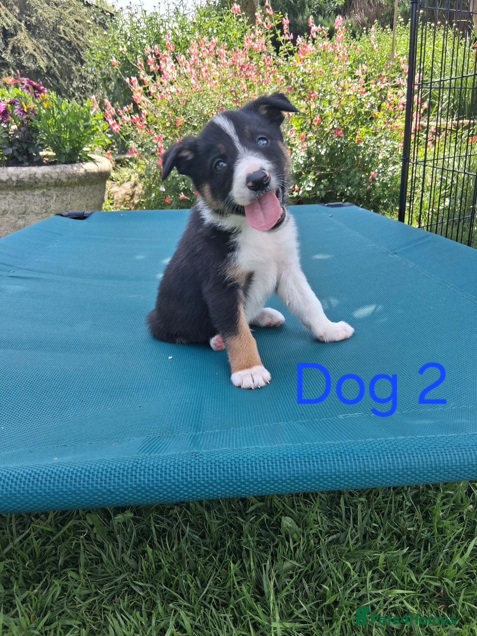 Border Collie dogs Beautiful border collie pups *3 dogs available* - Advert 3