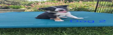 Border Collie 2
