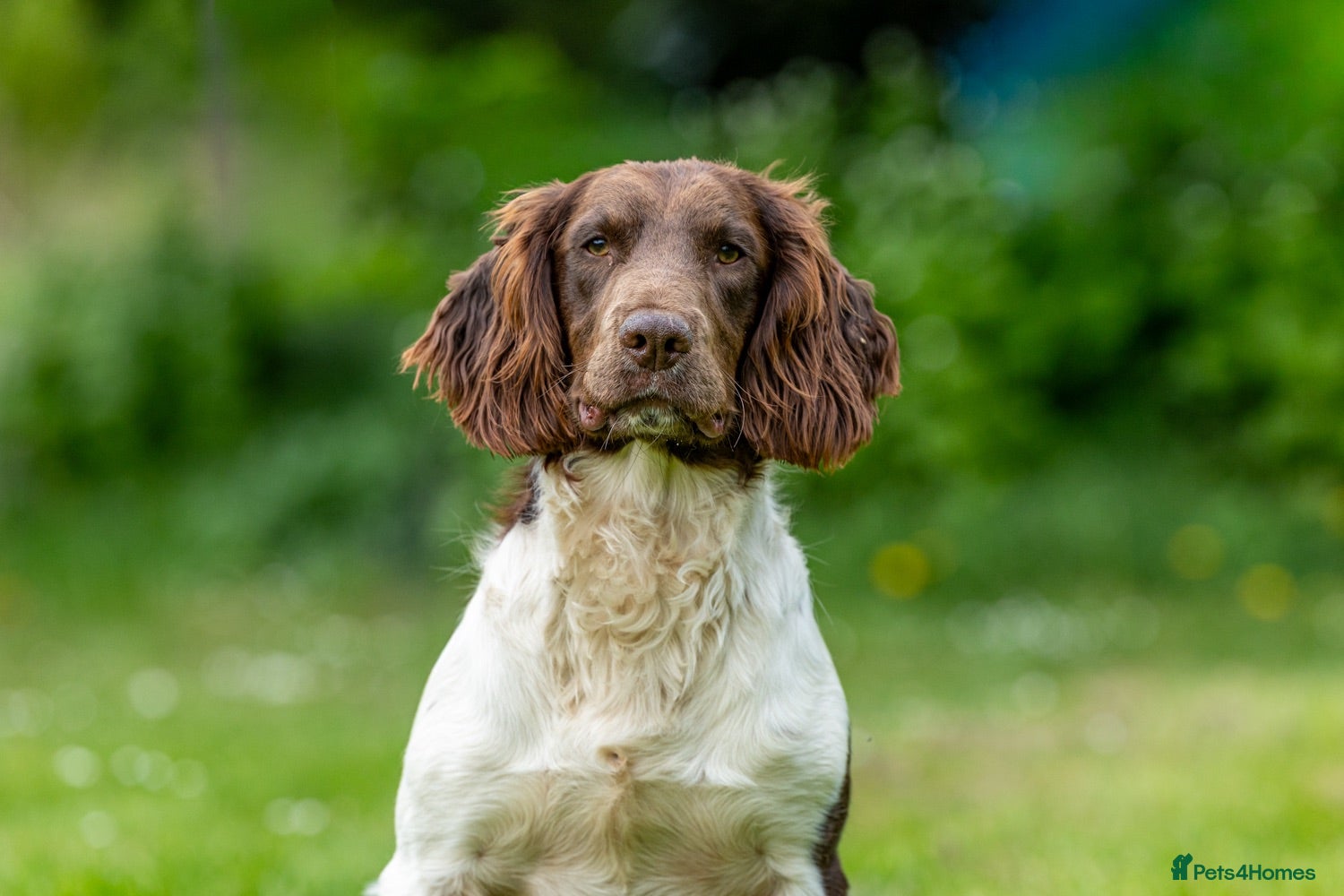 English Springer Spaniel dogs Health tested traditional stamp Springer Stud - Advert 1