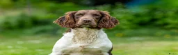 English Springer Spaniel dogs for stud: Health tested traditional stamp Springer Stud - Advert 1