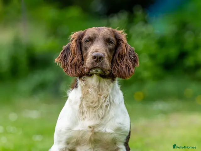 English Springer Spaniel dogs for stud: Health tested traditional stamp Springer Stud - Advert 1
