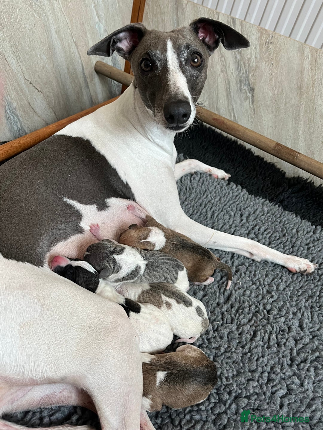 Italian Greyhound dogs for sale: 7/8 Italian Greyhound, 1/8 Whippet Puppies Due - Image 6