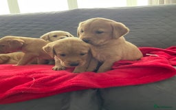 Labrador Retriever dogs for sale: Adorable Golden and Fox Red Puppies - Image 4