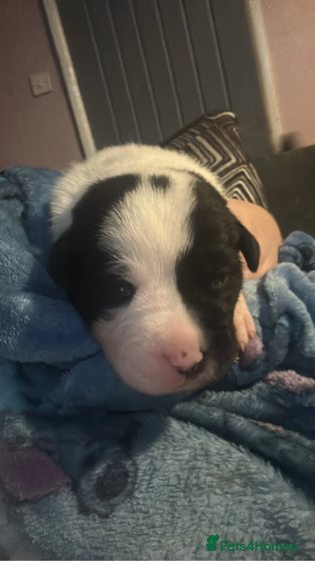 Mixed Breed dogs for sale: Puppys for sale  - Advert 11