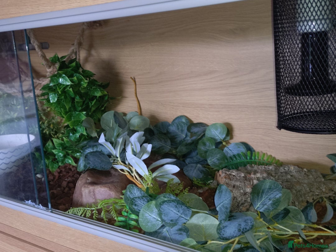 Python Snake reptiles for sale: Ball python  - Image 2